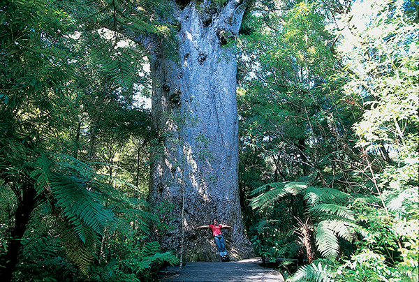 Forêt de Waipuha, nouvelle-zélande, kauri