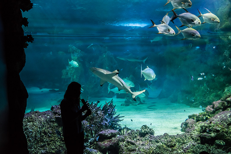 Sydney_Aquarium