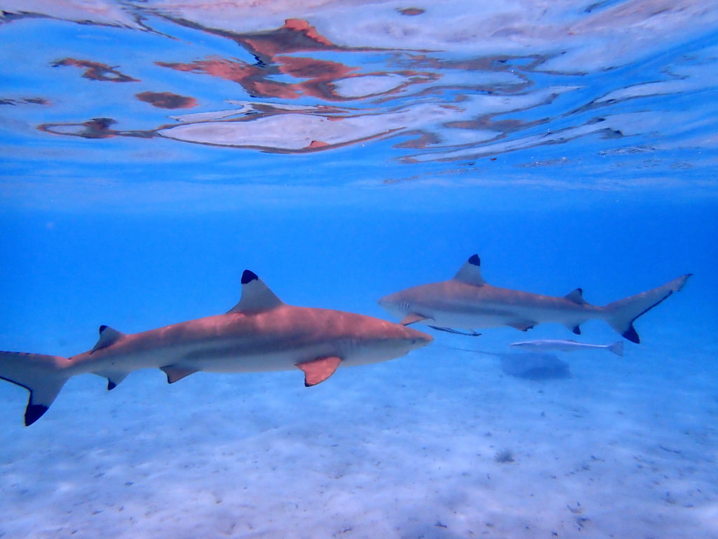 Requins aperçus lors d'une plongée en Polynésie Française. 