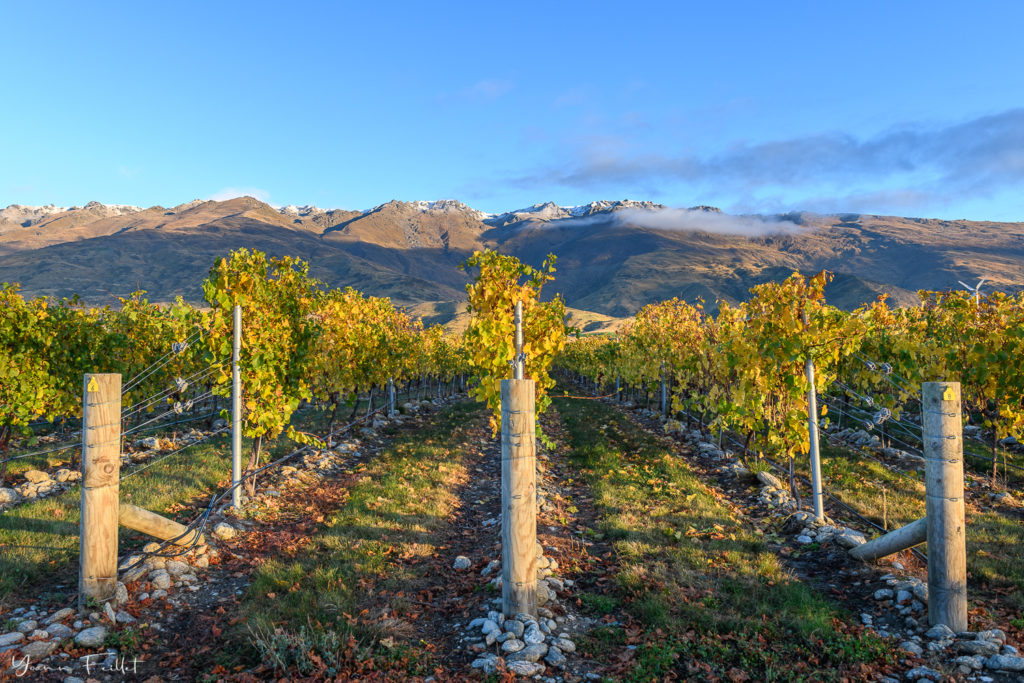 Vignobles dans le Central Otago, Nouvelle-Zélande