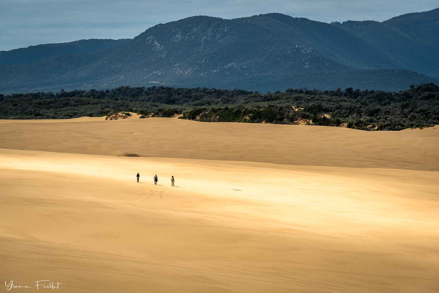 Les dunes de sable de Big Drift, Wilsons Promontory National Park, Australia