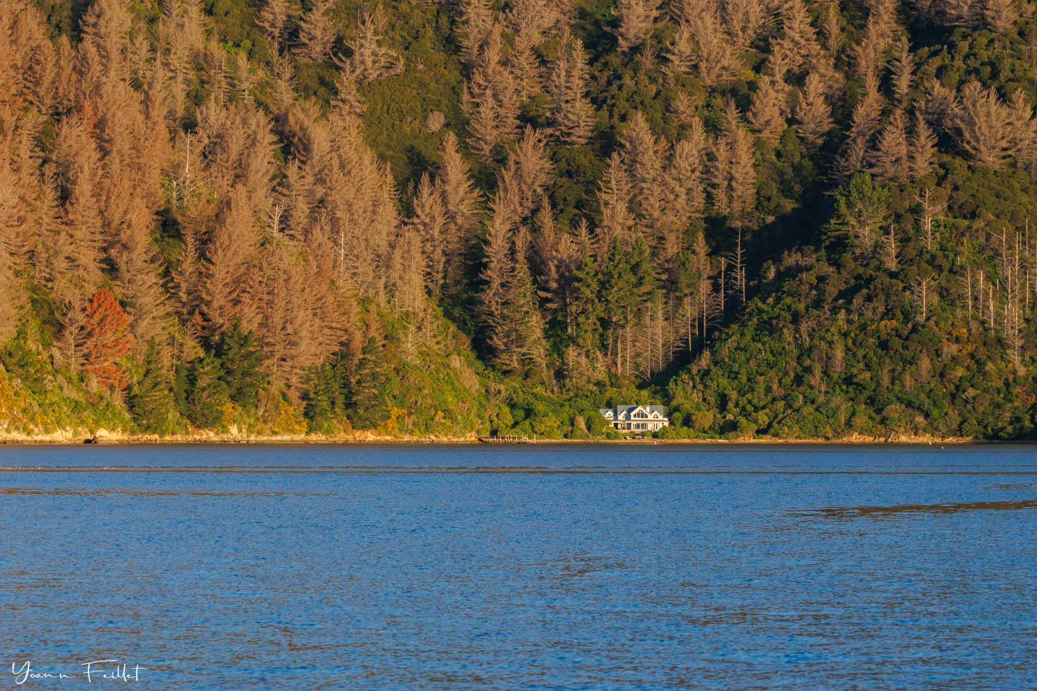 Maison privée et wilding pines dans les Marlborough Sounds Nouvelle-Zélande