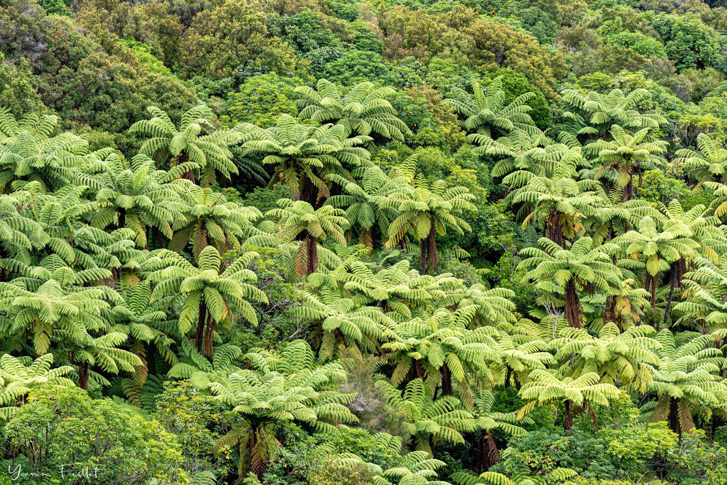 Forêt de fougères arborescentes Queen Charlotte Track Nouvelle-Zélande
